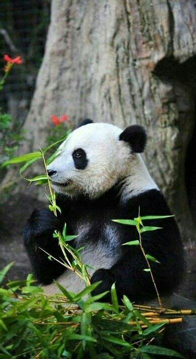 Beautiful Panda Bear Pandas Baby Animals And Pets Wild Animals Cute