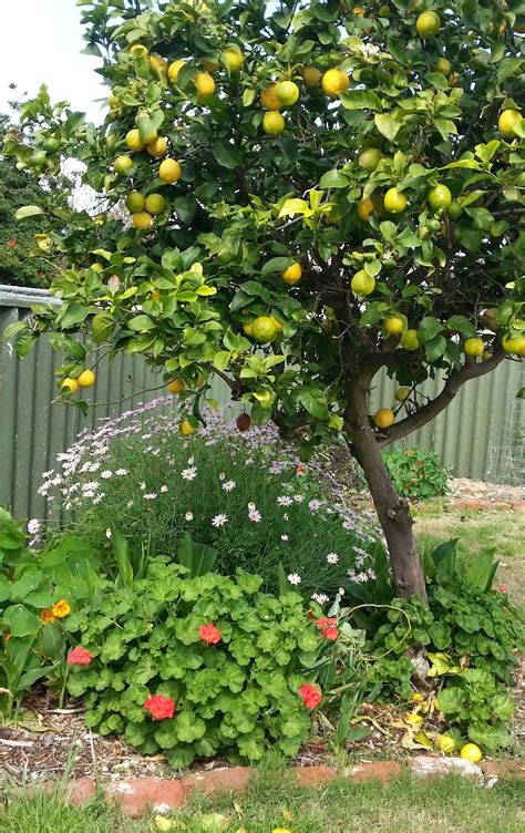 Lemon Tree Veggie Garden Citrus Tree Garden Citrus Trees Fruit