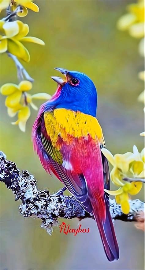 Rare Birds Exotic Birds Colorful Birds Nature Animals Animals And