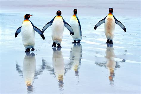 55 Penguin Windows Wallpaper Wallpapersafari