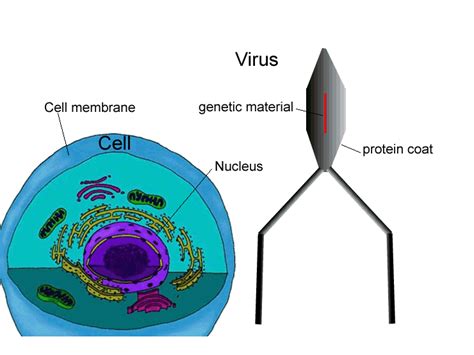 Viruses are submicroscopic infective agents that consist of a nucleic acid core and protein coat, and require live host cells to replicate (orlova 2009). Science of war- Biological warfare-How a virus works