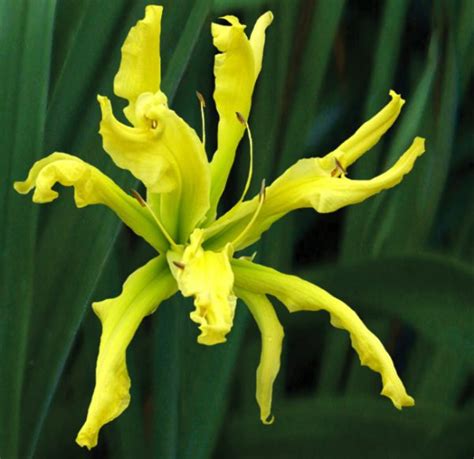 Get all the lyrics to songs by dr. DR OCTOPUS | Bell's Daylily Garden