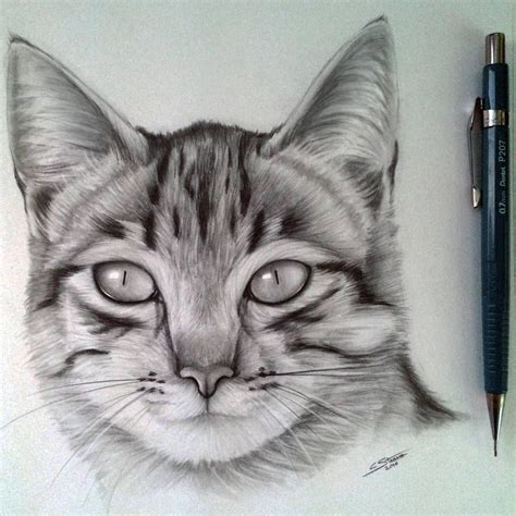 Cat Drawing By Lethalchris Realistic Cat Drawing Cat Drawing