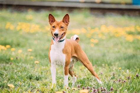 🐾 Basenji Rassebeschreibung Charakter Andco Dogbible