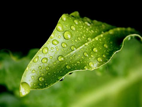 Wallpaper Water Green Dew Leaf Drop Drops Close Up Macro Photography Plant Stem