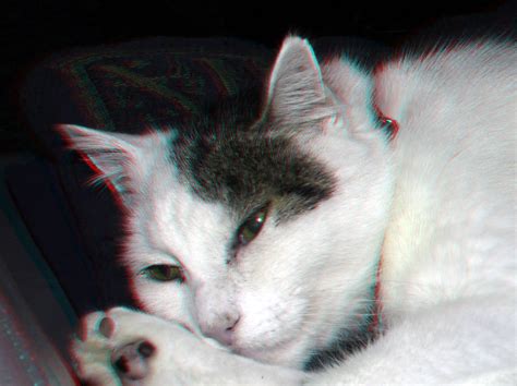 Cat Patch 3d Anaglyph Stereo Redcyan Wim Hoppenbrouwers Flickr