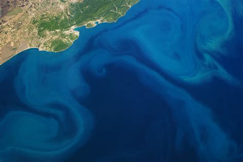 Floración De Fitoplancton De Color Azul Turquesa En El Mar Negro