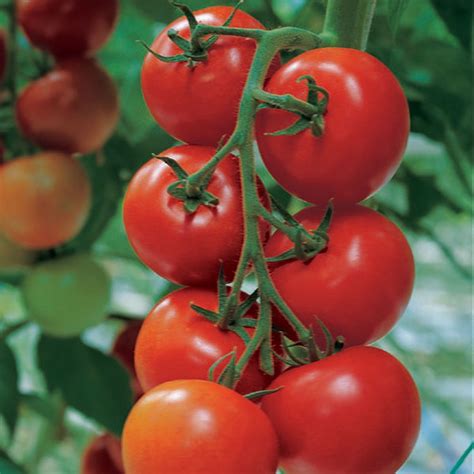 Shirley Tomato Seeds Grow Your Own Tomatoes Kings Seeds Kings Seeds