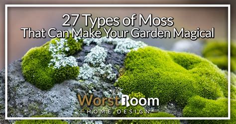 27 Types Of Moss That Can Make Your Garden Magical Worst Room