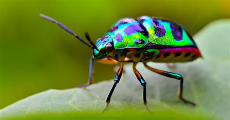 The 9 Most Colorful Beetles In The World Az Animals