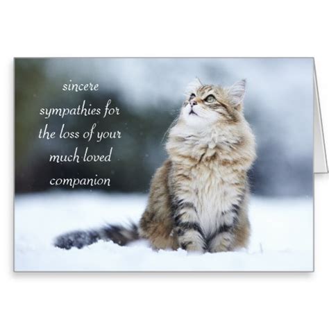 Sympathy Quotes Loss Of Cat Quotesgram