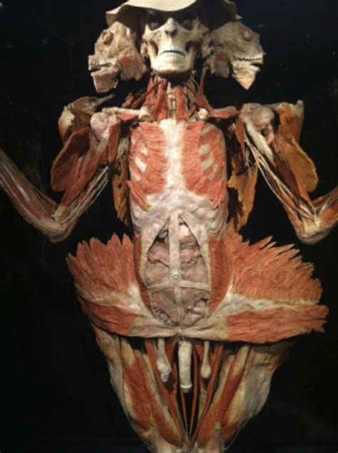 Body Worlds Vital Human Anatomy At Colby