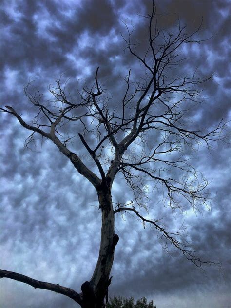 Dead Tree On A Background Of Clouds Stock Photo Image Of Wood
