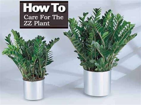 How To Care For The Zz Plant Zamioculcas Zamiifolia