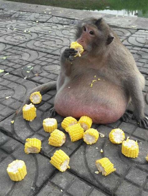 Check Out This Obese Monkey Named Uncle Fatty That Gorges On Tourist
