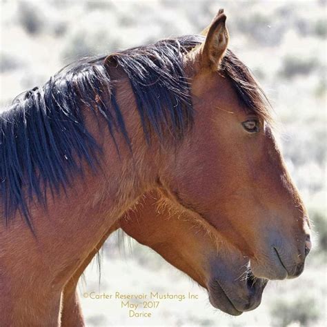 I Just Love This Young Wild Stallions Golden Hazel Eyes Stunning