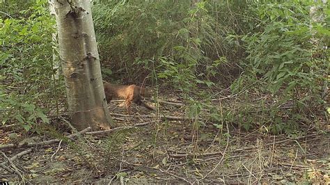 Bobcat Sighting Signals A Habitat Restoration Win Oxbow Farm