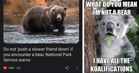 Unbearably Funny 21 Bear Memes That Are Pawsitively Hysterical
