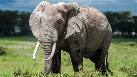Los Elefantes Se Están Extinguiendo Rápidamente Dicen Expertos