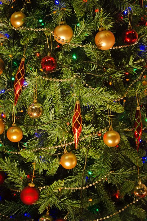We did not find results for: Christmas Tree Free Stock Photo - Public Domain Pictures