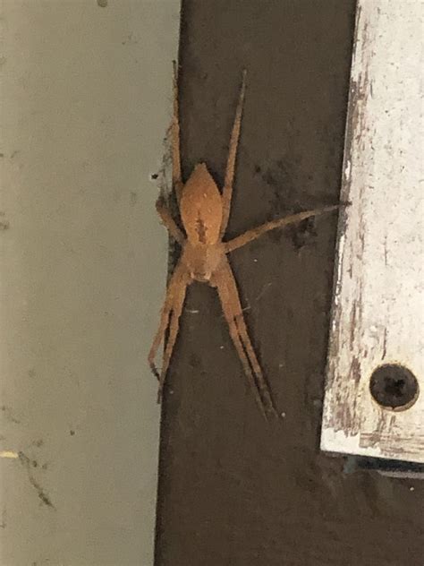 Unidentified Spider In Lakeside Kentucky United States
