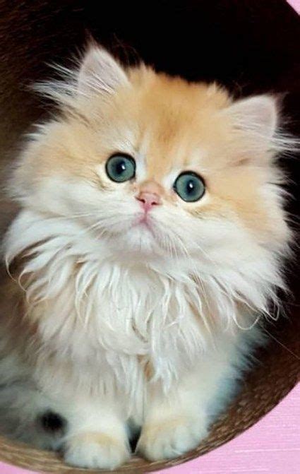 Super Cats Cute Fluffy White Kittens 38 Ideas Очаровательные котята