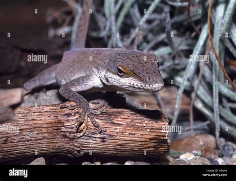 Pet Anole Lizard Anolis Carolinensis In San Francisco California Stock