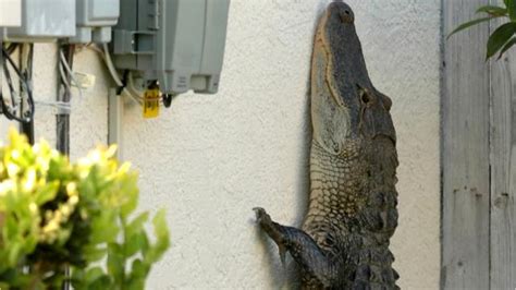 Its Alligator Mating Season In Florida