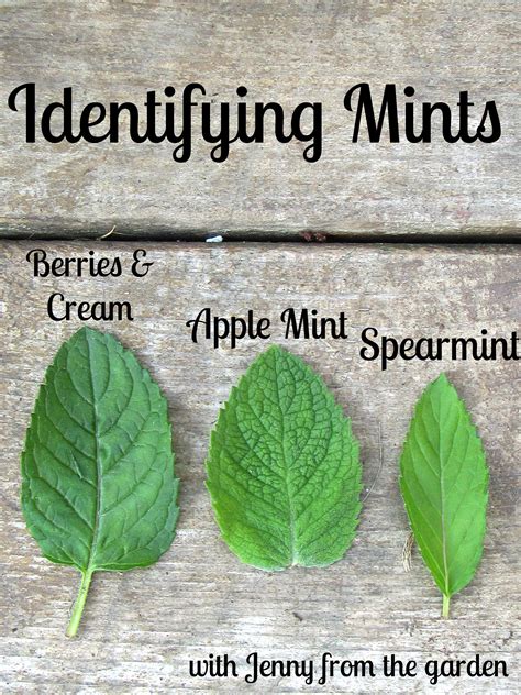 Identifying Mints Mint Plants Container Herb Garden Planting Herbs