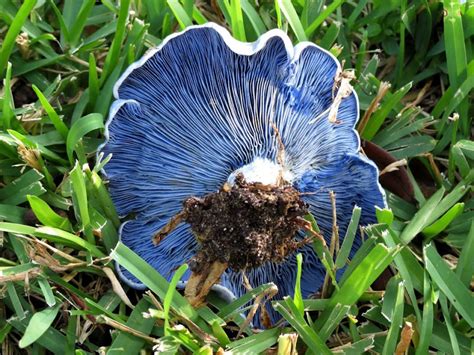 To increase the odds of getting an id, please provide good photos of both the top and underside of the mushroom (in focus) in situ if possible and describe it in as much detail as possible. The Oakland Press Blogs: Earth's Almanac: INDIGO MILK ...