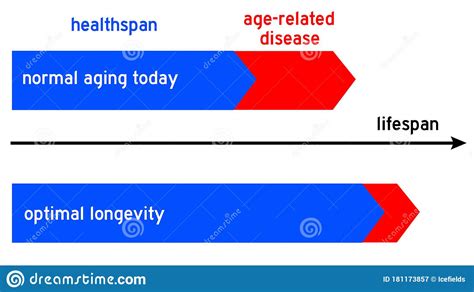 Lifespan Healthspan Optimal Stock Illustration Illustration Of