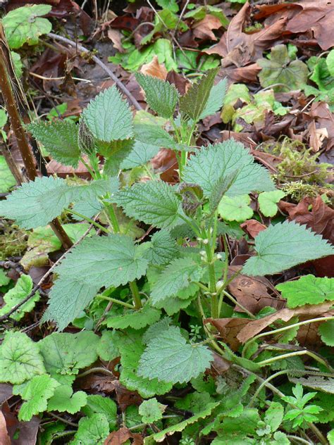 Top 10 Most Important Wild Edible Food Plants The Wolf College