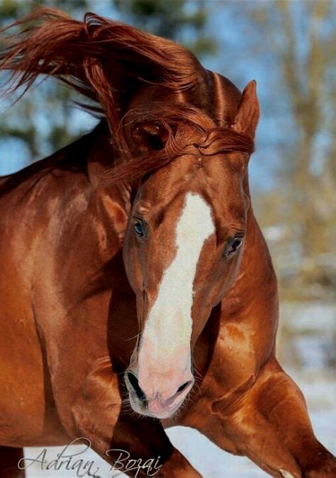 Powerful Chestnut Horse With Wide White Blaze In 2020 Horses