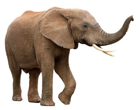 Male African Elephant With Curved Tusks Elephant Facts And Information