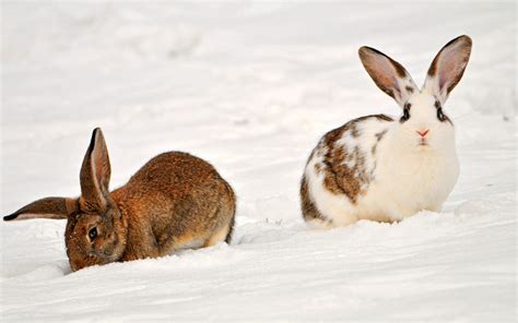 Wallpaper Rabbit Winter Snow Desktop Wallpaper Animals