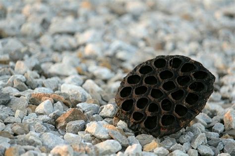 Everything You Should Know About Trypophobia The Health Eye