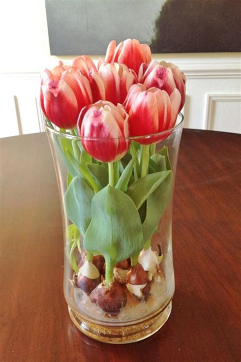 Easy Steps To Grow Stunning Tulip Bulbs In A Vase