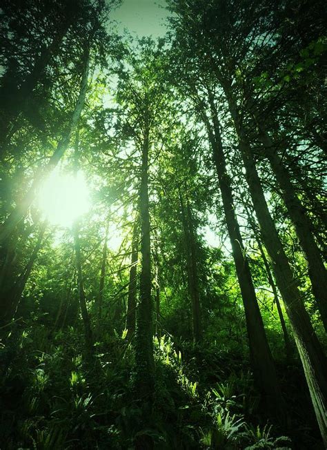 Sun Breaking Through Forest Photograph By Tamera Medley