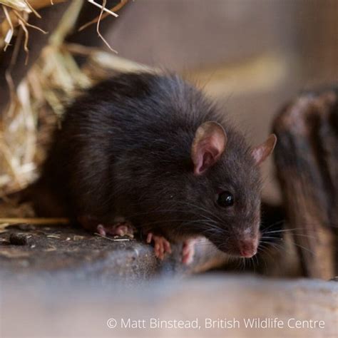 Species Black Rat The Mammal Society