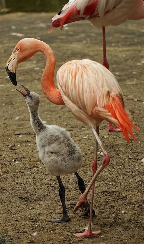 Flamingo Baby Flamingo Pink Water Bird Young Animal Feed Plumage