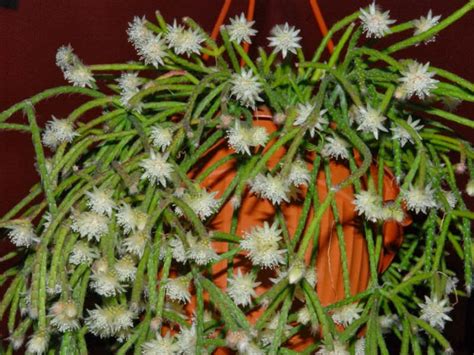 Rhipsalis Pilocarpa Hairy Stemmed Rhipsalis World Of Succulents