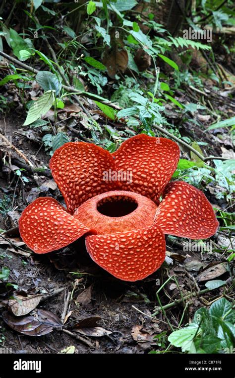 Rafflesia Flower Rafflesia Kerrii Meijer Bukittinggi West Sumatra