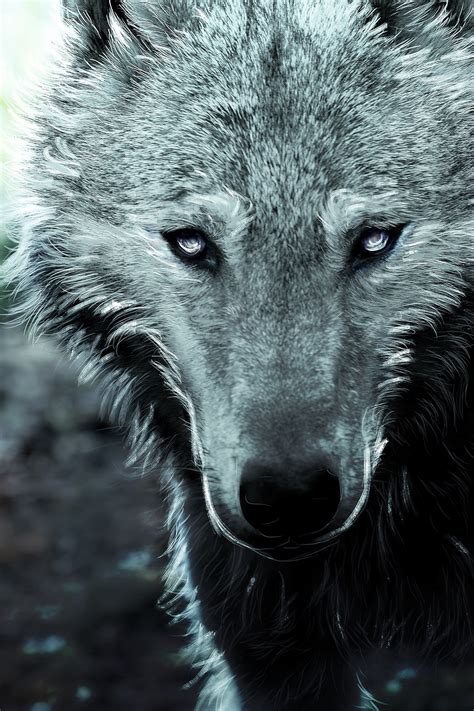 Introducir 96 Imagen Fondos De Lobos En 3d Abzlocalmx