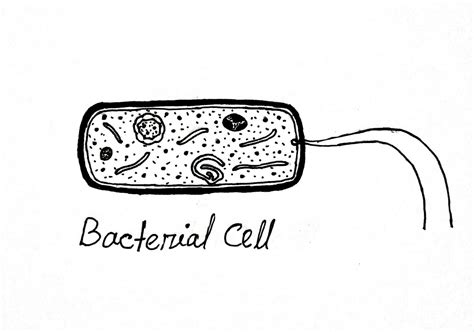 Structure And Function Of A Typical Bacterial Cell With Diagram