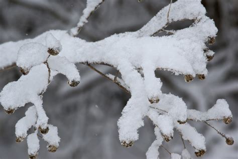 Snow Covers A Tree Branch Free Stock Photo Public Domain