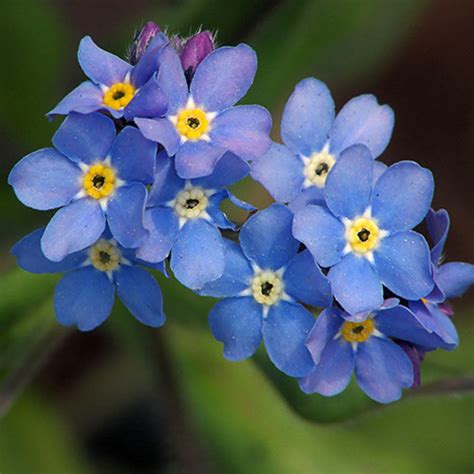 11 Plants That Produce A 5 Petal Flower With Photos Dengarden