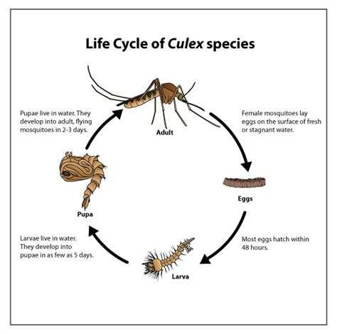 Life Cycle Of Culex Species Mosquitoes Mosquitoes Cdc