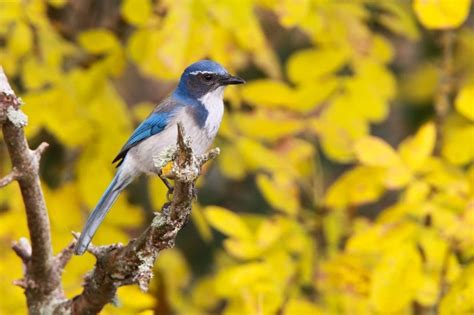 Shop wayfair for a zillion things home across all styles and budgets. Guide to Oregon Birds | Portland Audubon