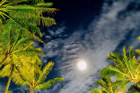 100 Free Photos Full Moon Behind Clouds And Between Palm Trees In