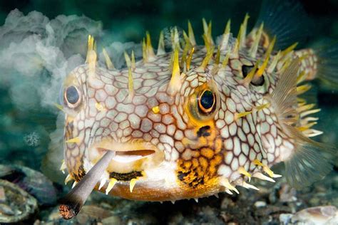 Puffer Fish Pufferfish Hd Wallpaper Pxfuel